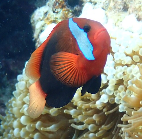 Amphiprion melanopus observed 2026-10-20