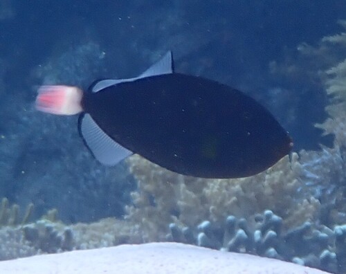 Melichthys vidua observed 2026-10-20