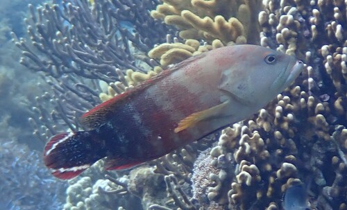 Cephalopholis urodeta observed 2026-10-20