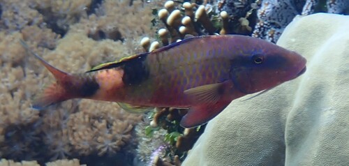 Parupeneus multifasciatus observed 2026-10-20