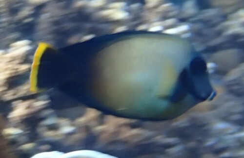 Acanthurus pyroferus observed 2026-10-20