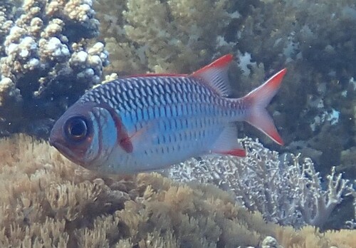 Myripristis violacea observed 2026-10-20