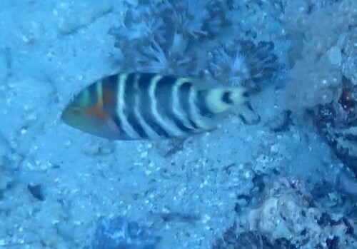 Cheilinus fasciatus observed 2026-10-20