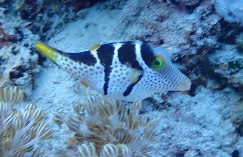 Canthigaster valentini observed 2026-10-20