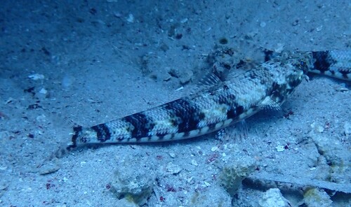 Synodus variegatus observed 2026-10-20