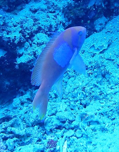 Pseudanthias pleurotaenia observed 2026-10-20