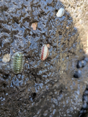 Ischnochiton elongatus observed 2026-10-07