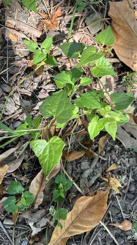 Mikania micrantha observed 2026-10-22