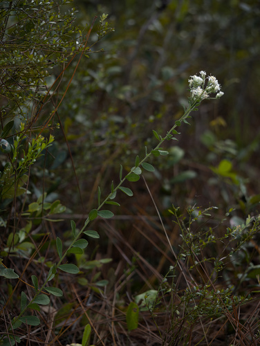 Sericocarpus tortifolius observed 2026-10-20