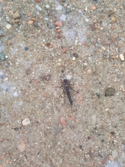 Calopteryx splendens