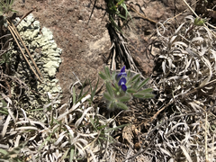 Lupinus kingii