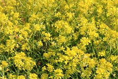 Brassica elongata