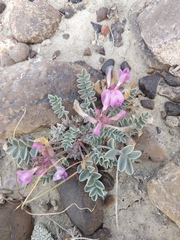 Astragalus chamaeleuce