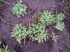 Lessingia germanorum