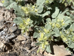 Acleisanthes nevadensis