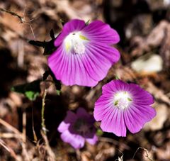 Malva punctata