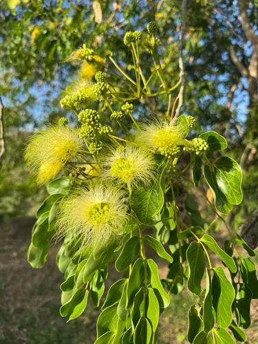 Albizia lebbeck observed 2026-10-19