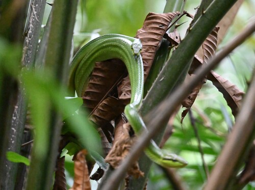 Gonyosoma oxycephalum observed 2026-10-21