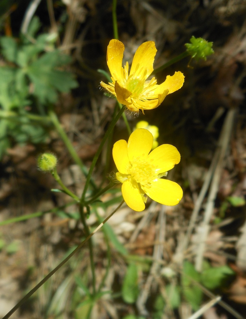 Ranunculus serpens