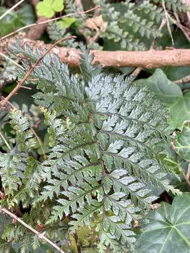 Polystichum neozelandicum observed 2026-10-17