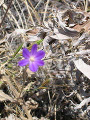 Brodiaea filifolia