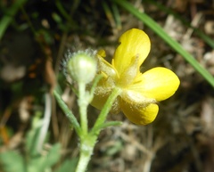 Ranunculus tuberosus