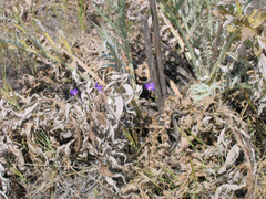 Brodiaea filifolia
