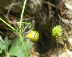 Ranunculus tuberosus