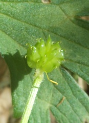 Ranunculus tuberosus