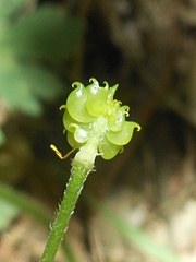 Ranunculus tuberosus