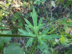 Ranunculus tuberosus