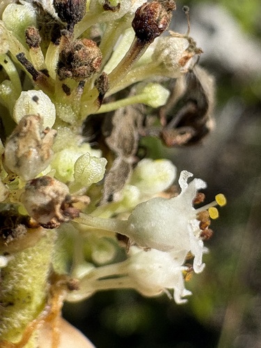 large-seeded dodder