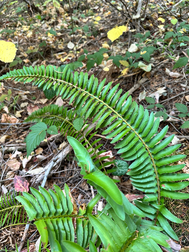 Polystichum imbricans observed 2026-10-21