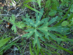 Ranunculus tuberosus