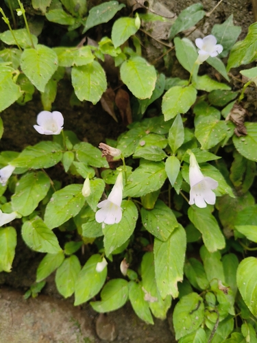 Didymocarpus observed 2026-10-22