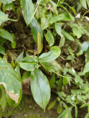 Tricyrtis lasiocarpa observed 2026-10-22