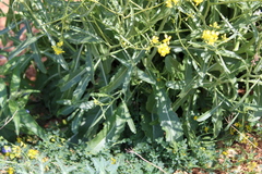 Brassica elongata
