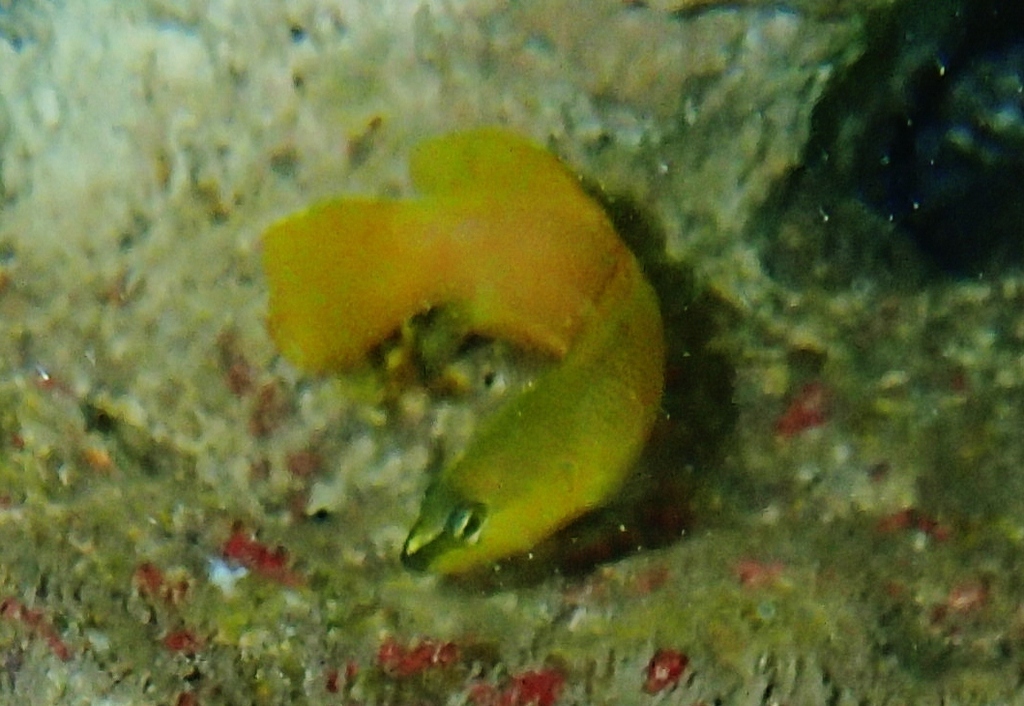 White-Nosed Dottyback