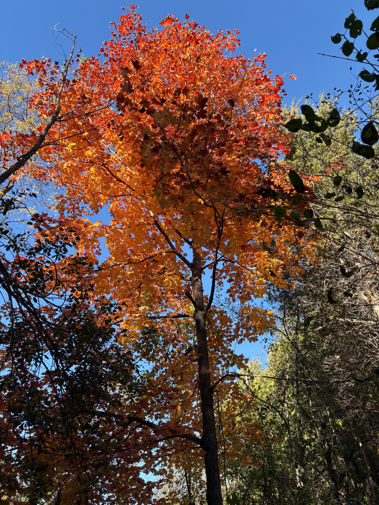 A photograph from Oct 21, 2026, about 32 miles from Kawartha Lakes & Haliburton, where the observer’s point is approximate.