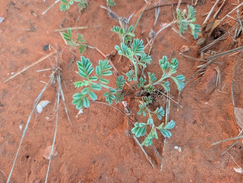 Indigofera linnaei observed 2026-10-17