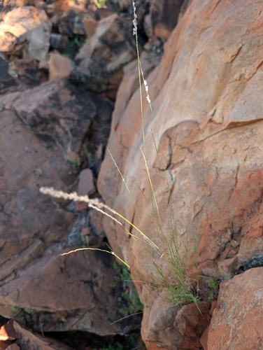 Digitaria brownii observed 2026-10-17