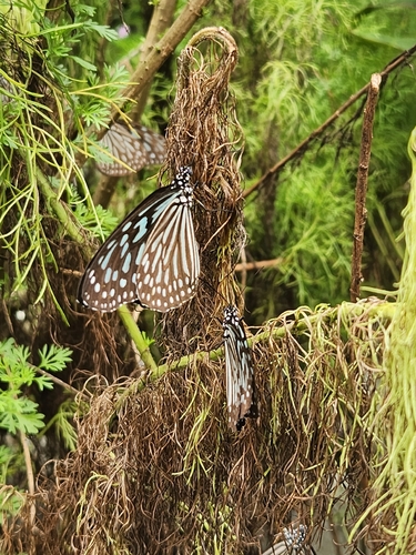 Ideopsis vulgaris