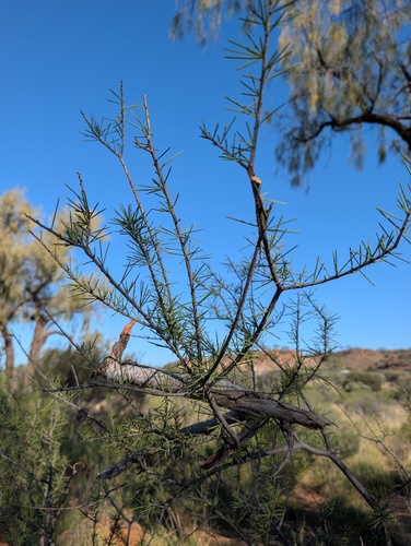 Acacia tetragonophylla observed 2026-10-17