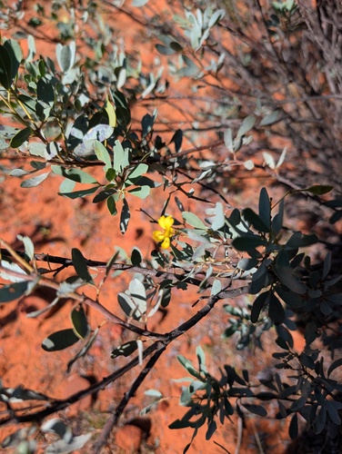 Senna artemisioides observed 2026-10-17