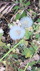 Urospermum picroides