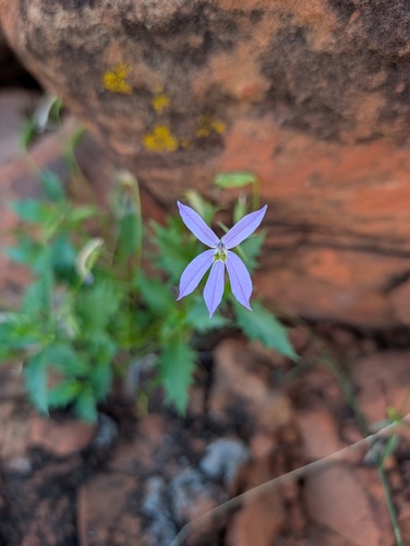 Lithotoma petraea observed 2026-10-17