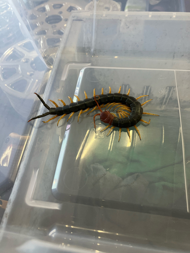 Giant Desert Centipede