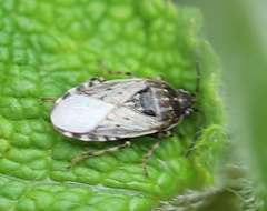 Platyplax salviae