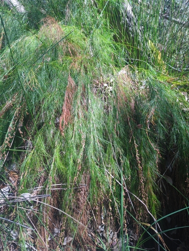 Baloskion tetraphyllum observed 2026-10-22