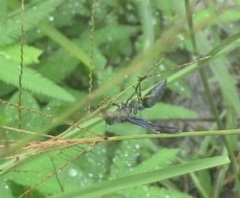 Synoeca ilheensis